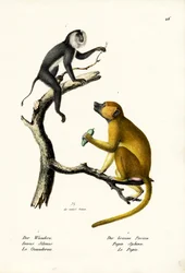 Grauer Langur, 1824